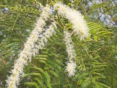 Mimosa tenuiflora