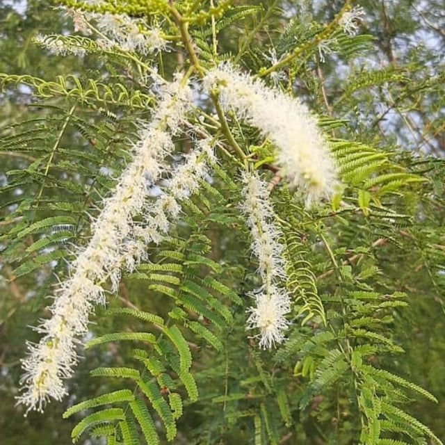 Mimosa tenuiflora