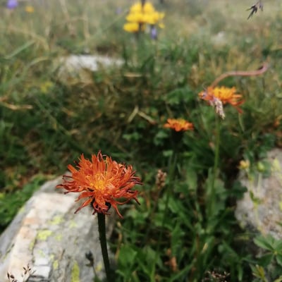 Crepis aurea — flower