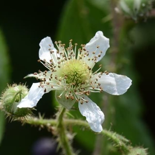 Rubus pedemontanus — flower