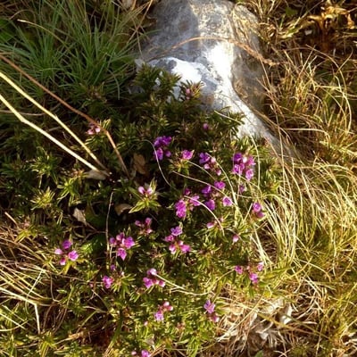 Satureja montana — flower