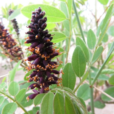 Amorpha fruticosa — flower