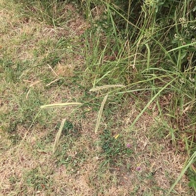Paspalum dilatatum — flower