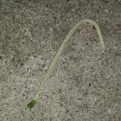 Piper marginatum — flower