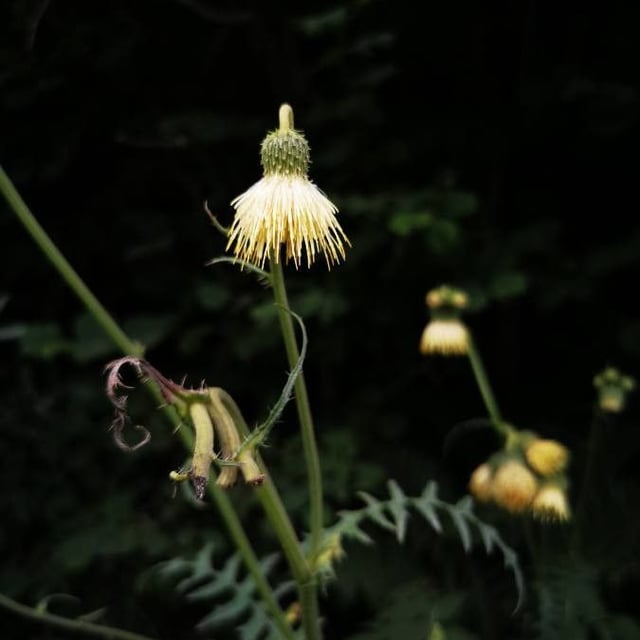 Cirsium erisithales — flower