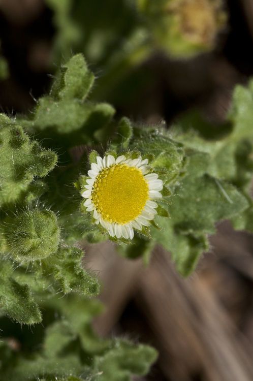 Erect tropical daisy