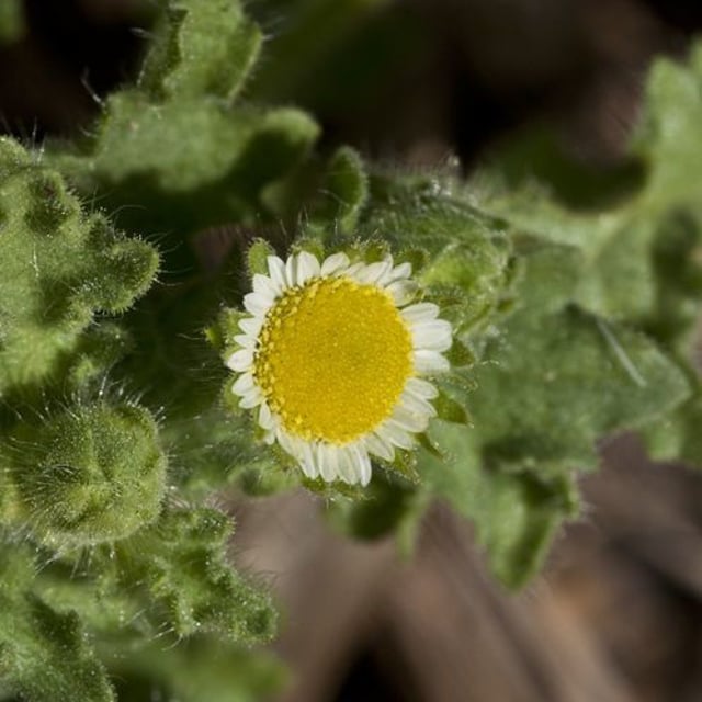 Erect tropical daisy