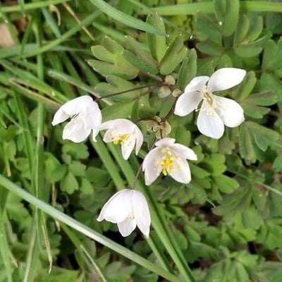 Isopyrum thalictroides — flower