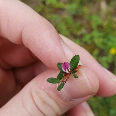 Kummerowia striata — flower