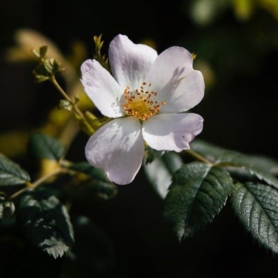 Rosa micrantha — flower