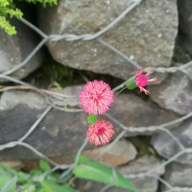 Emilia fosbergii — flower