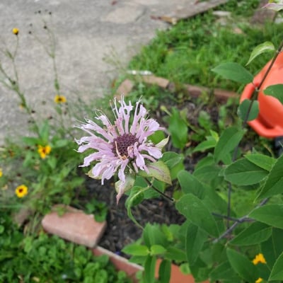 Monarda fistulosa — flower