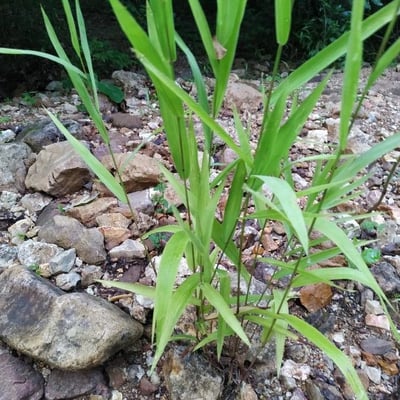 Leersia virginica — leaf