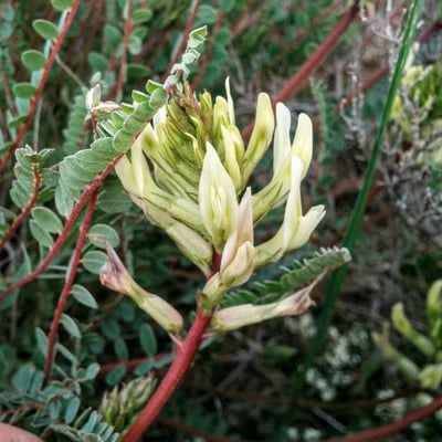 Astragalus monspessulanus — flower