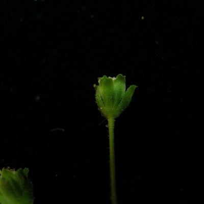 Adenostemma lavenia — habit
