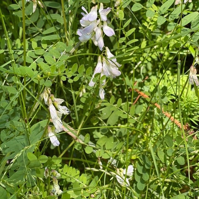 Vicia sylvatica — flower