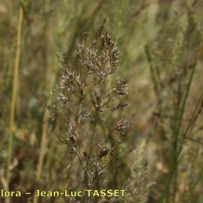 Agrostis castellana — flower