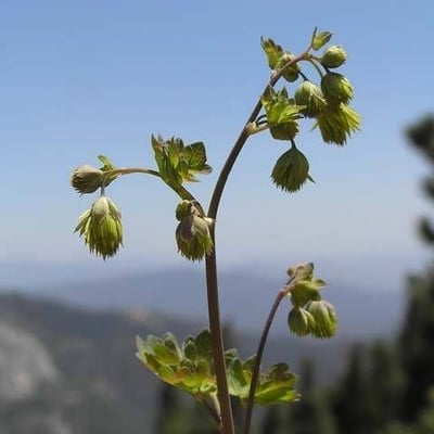 Thalictrum fendleri — flower