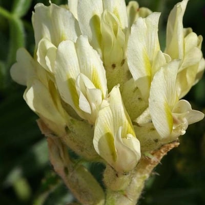 Oxytropis pilosa — flower