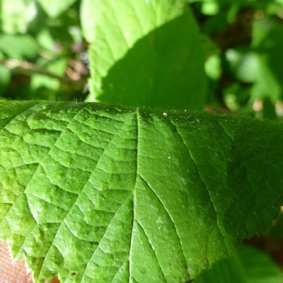 Rubus tereticaulis — leaf