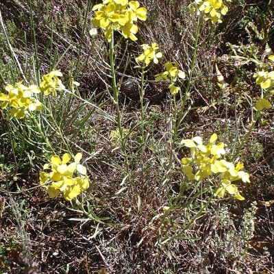 Erysimum nevadense — flower