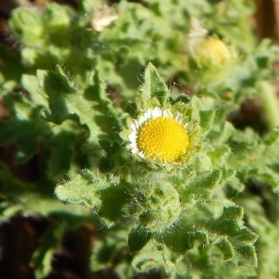 Egletes viscosa — flower