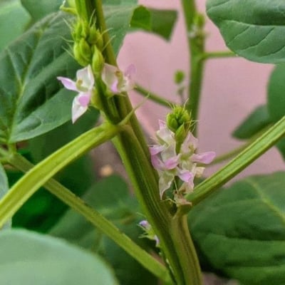 Cyamopsis tetragonoloba — flower