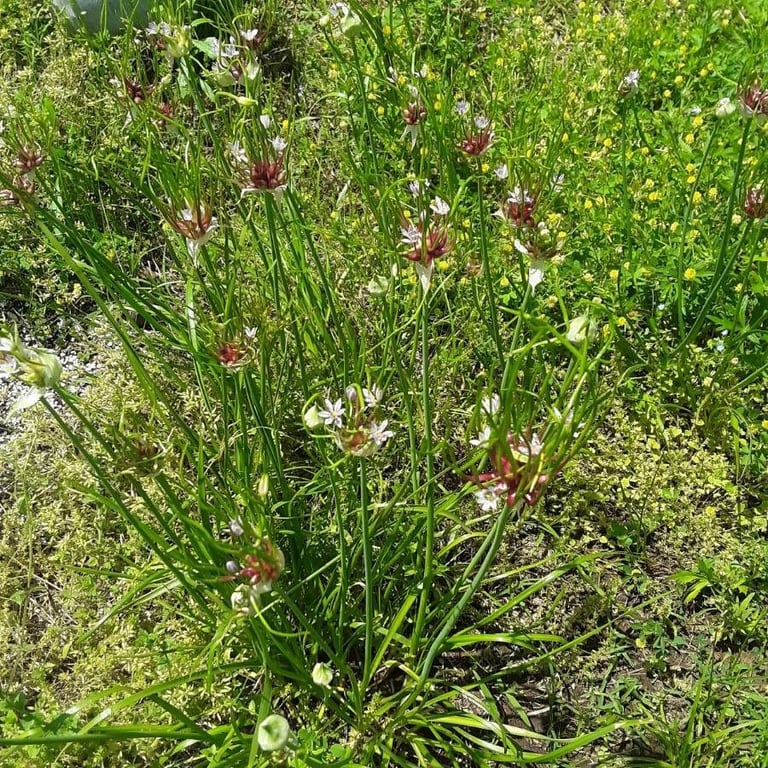 Canada onion