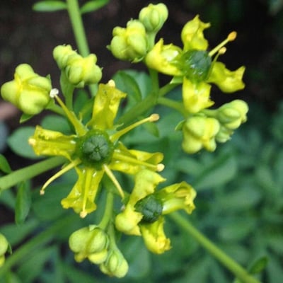 Ruta graveolens — flower