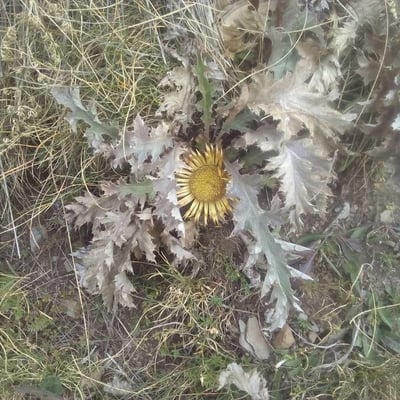 Carlina acanthifolia — flower