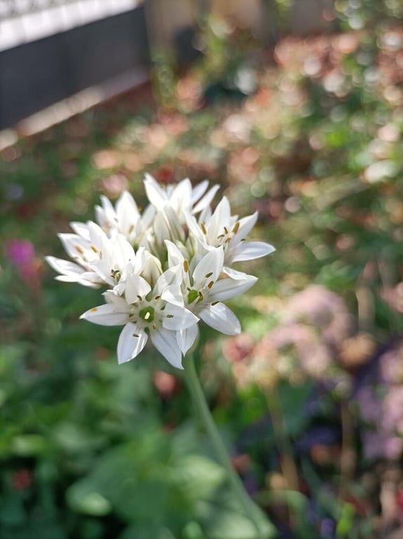Chinese chives