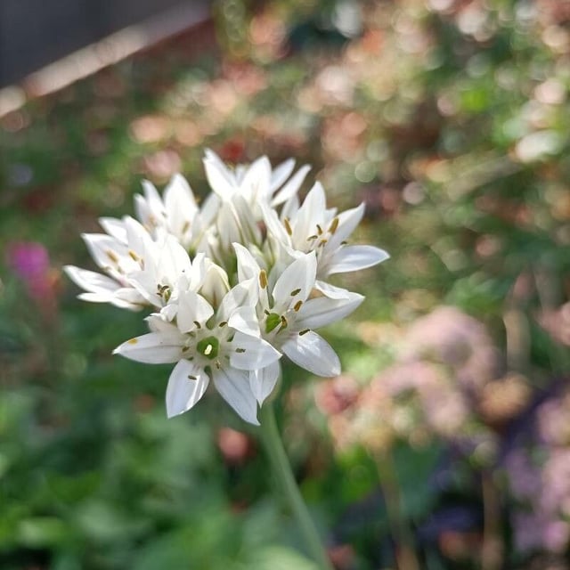 Chinese chives
