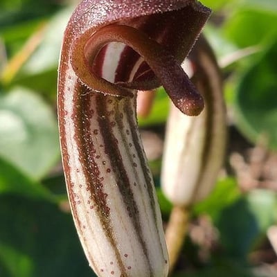Arisarum vulgare — flower