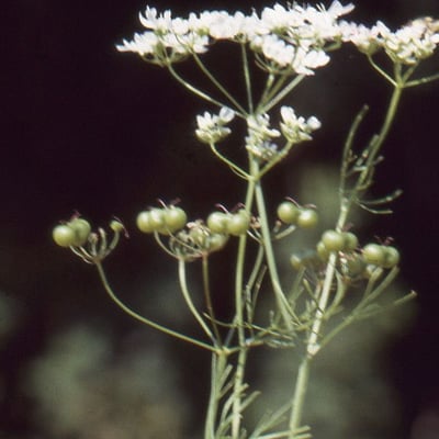 Bifora radians — flower