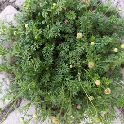 Cotula australis — flower
