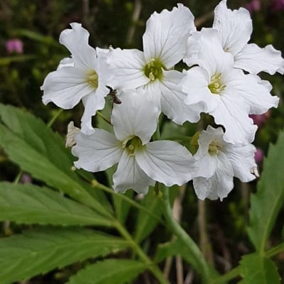 Cardamine heptaphylla — flower
