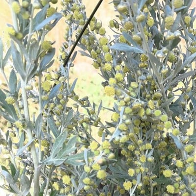 Artemisia absinthium — flower