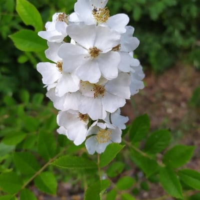 Rosa multiflora — flower
