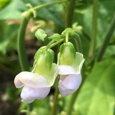 Phaseolus vulgaris — flower