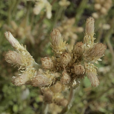Antennaria howellii — flower