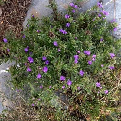 Satureja montana — flower