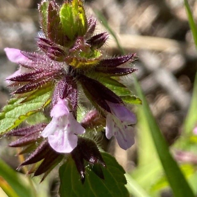 Stachys arvensis — flower