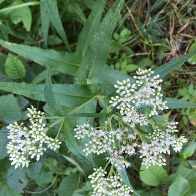 Eupatorium perfoliatum — flower
