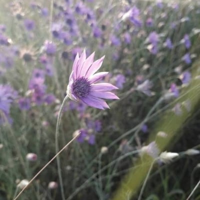 Xeranthemum annuum — flower