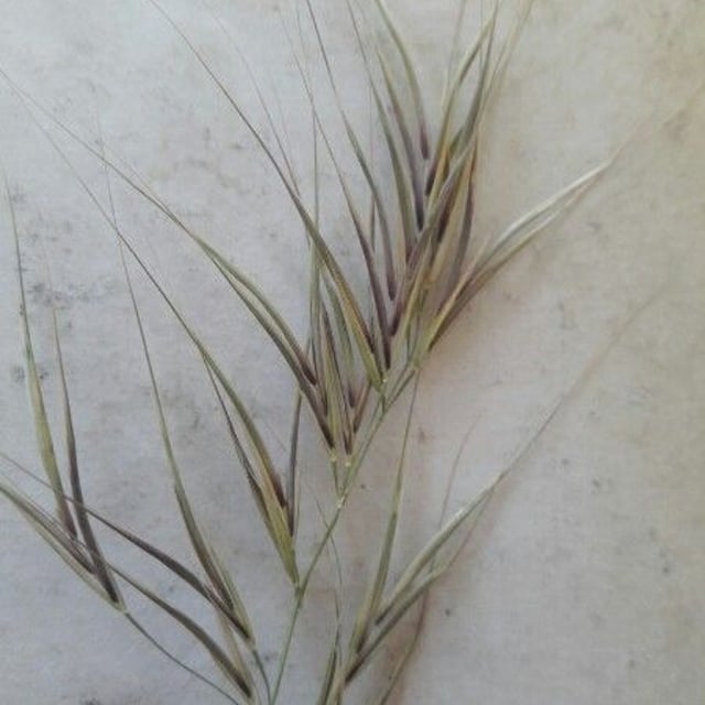 Bromus rubens — flower
