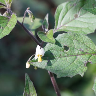 Solanum nigrescens — flower