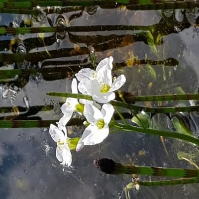Ranunculus fluitans — flower