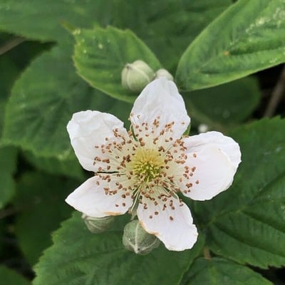 Rubus ferocior — flower