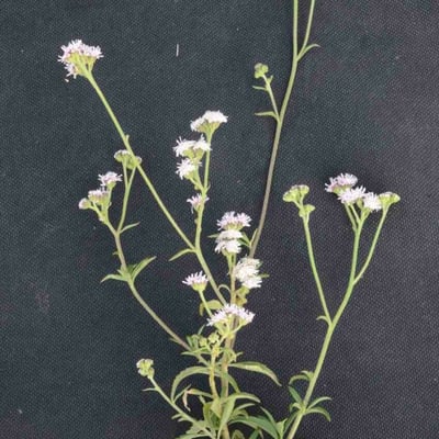 Ageratum fastigiatum — flower