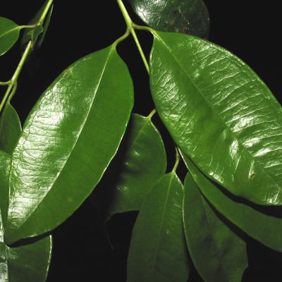 Myrcia amazonica — leaf